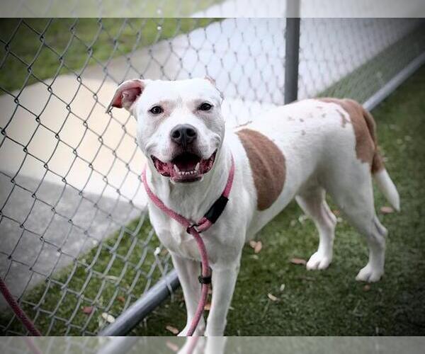 Medium Photo #1 Mutt Puppy For Sale in Orlando, FL, USA