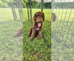 Puppy Minnie Labradoodle