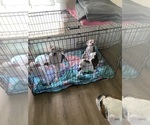 Small #2 Boxer
