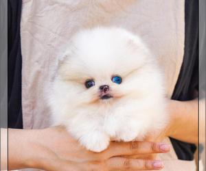 Pomeranian Puppy for Sale in GRAND RAPIDS, Michigan USA