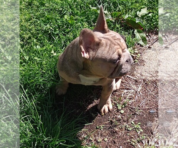 Medium Photo #5 French Bulldog Puppy For Sale in AKRON, OH, USA