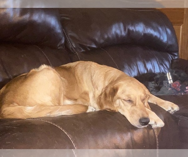 Medium Photo #1 Golden Retriever Puppy For Sale in RICHLAND, MO, USA