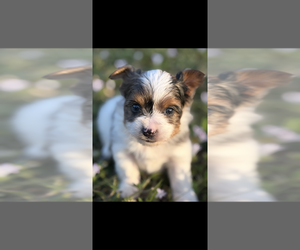Biewer Terrier Puppy for sale in MIAMI, FL, USA