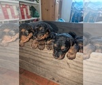 Small #5 Airedale Terrier