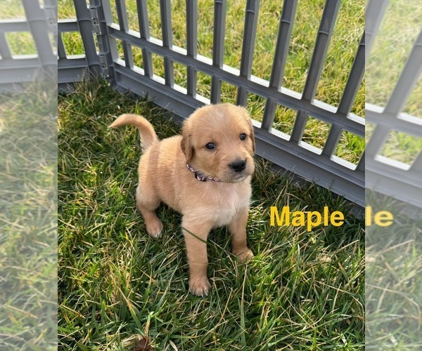 Medium Photo #16 Australian Retriever Puppy For Sale in NEWCOMERSTOWN, OH, USA