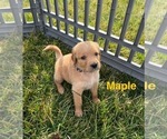 Small Photo #16 Australian Retriever Puppy For Sale in NEWCOMERSTOWN, OH, USA