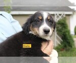 Small #2 Australian Shepherd