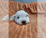 Small #1 Schnauzer (Miniature)