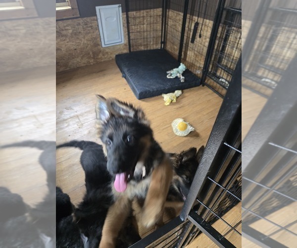 Medium Photo #14 German Shepherd Dog Puppy For Sale in LA FAYETTE, NY, USA