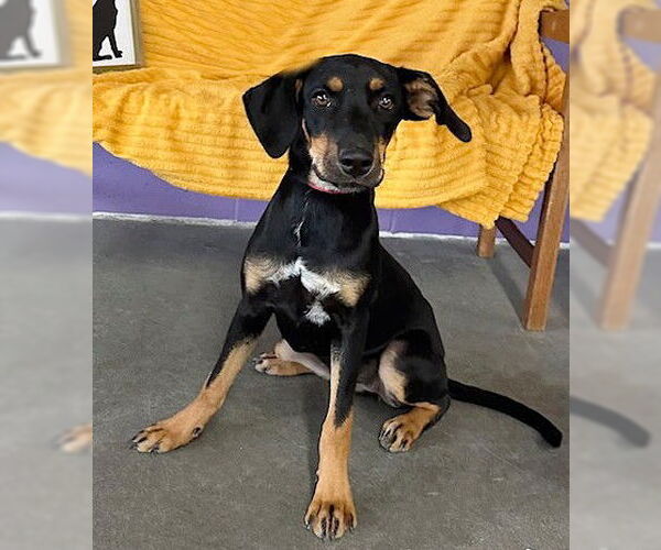 Medium Photo #4 Mutt Puppy For Sale in Genesee, WI, USA