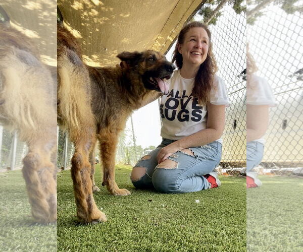 Medium Photo #3 Mutt Puppy For Sale in Rowlett, TX, USA