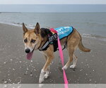 Small #1 Gerberian Shepsky