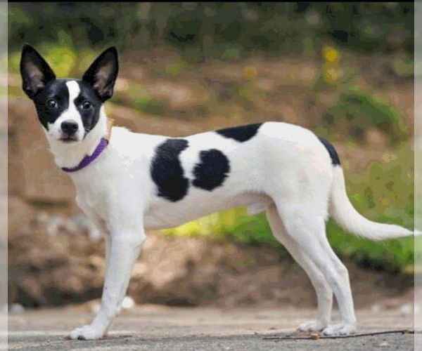 Medium Photo #3 Rat Terrier Puppy For Sale in Atlanta, GA, USA
