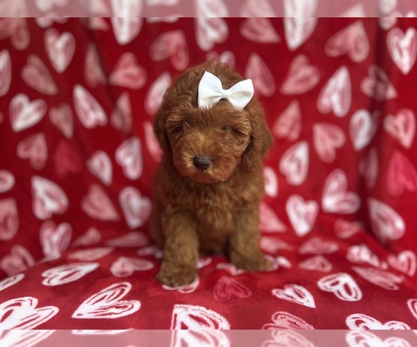 Medium Photo #4 Goldendoodle (Miniature) Puppy For Sale in LAKELAND, FL, USA