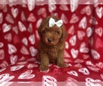 Small #3 Goldendoodle (Miniature)