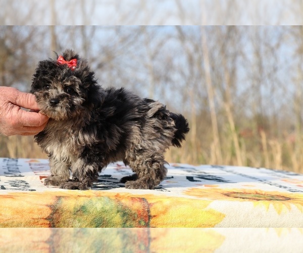 Medium Photo #5 ShihPoo Puppy For Sale in DYERSBURG, TN, USA