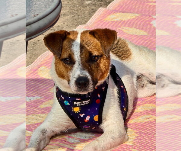 Medium Photo #2 Jack Russell Terrier Puppy For Sale in Claremore, OK, USA