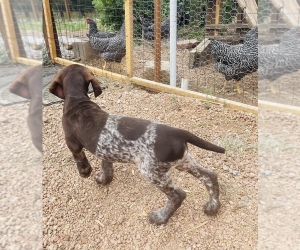 Medium Photo #65 German Shorthaired Pointer Puppy For Sale in DENVER, CO, USA