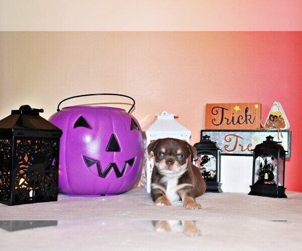 Medium Photo #31 Chihuahua Puppy For Sale in CHARLESTON, AR, USA