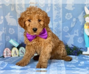Goldendoodle Puppy for sale in LANCASTER, PA, USA