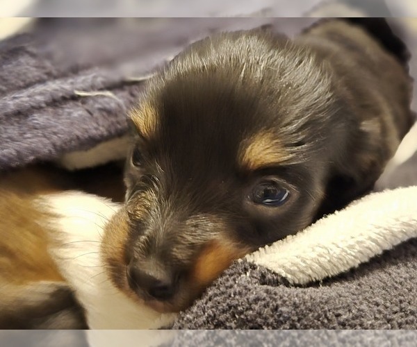 Medium Photo #8 Dachshund Puppy For Sale in SAINT CLOUD, FL, USA