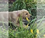 Small #8 Golden Retriever