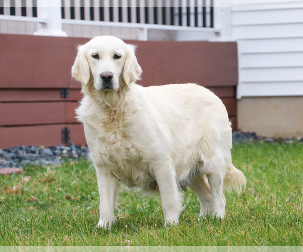 Medium Photo #1 Golden Labrador Puppy For Sale in SYRACUSE, IN, USA