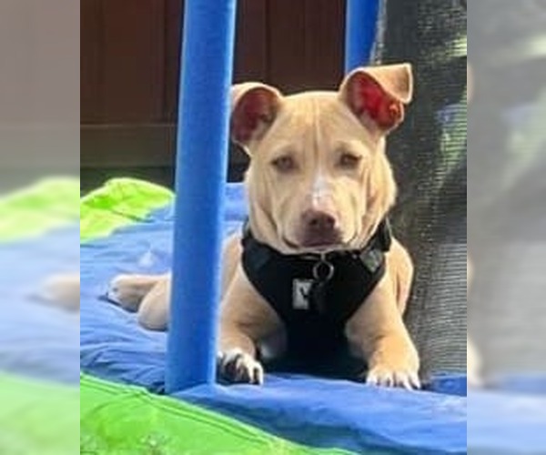 Medium Photo #4 American Pit Bull Terrier-Chihuahua Mix Puppy For Sale in McKinney, TX, USA