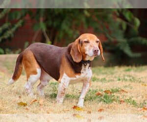 Stewart - Male Beagle Dog for Adoption - Photo #3