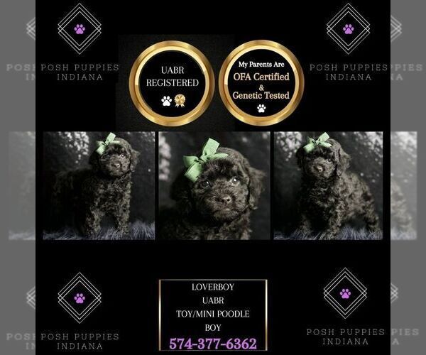 Medium Photo #7 Poodle (Miniature) Puppy For Sale in WARSAW, IN, USA