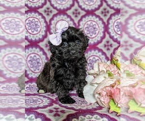 Havanese-Poodle (Toy) Mix Puppy for sale in ELKTON, MD, USA