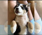 Small Photo #3 Border Collie-Unknown Mix Puppy For Sale in Royal Palm Beach, FL, USA