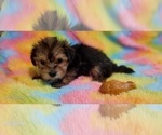 Small Photo #4 Yorkshire Terrier Puppy For Sale in AKRON, OH, USA