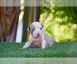 Puppy 4 American Bully