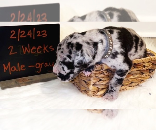 Medium Photo #2 Great Dane Puppy For Sale in SALISBURY, MD, USA