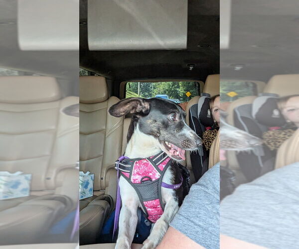 Medium Photo #1 Mutt Puppy For Sale in Mooresville, NC, USA