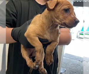 Chihuahua Dogs for adoption in San Bernardino, CA, USA
