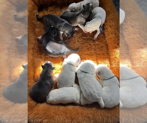 Siberian Husky-Swiss Shepherd Mix Puppy for sale in HAMPTON, VA, USA