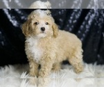 Small #2 Maltipoo