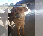 Small #3 Labrador Retriever Mix