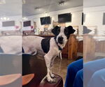 Small #2 Lab-Pointer