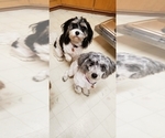 Small Photo #1 Cavapoo Puppy For Sale in LEBANON, OR, USA