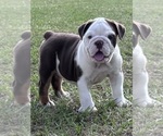 Puppy Female 2 English Bulldog