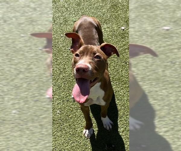 Medium Photo #2 American Pit Bull Terrier-Unknown Mix Puppy For Sale in Newton, NC, USA