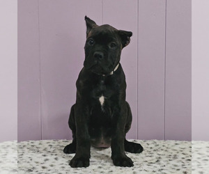 Cane Corso Puppy for sale in NASHVILLE, TN, USA