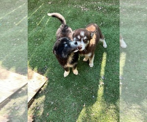 Pomsky Dogs for adoption in VOORHEES, NJ, USA