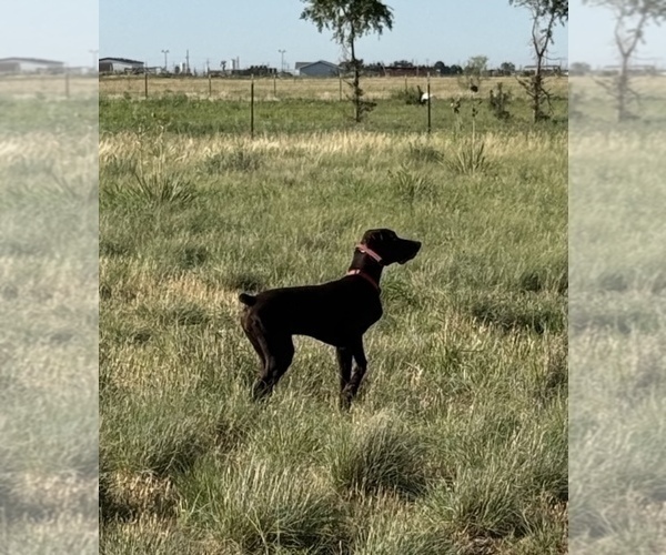Medium Photo #5 German Shorthaired Pointer Puppy For Sale in HASKELL, TX, USA