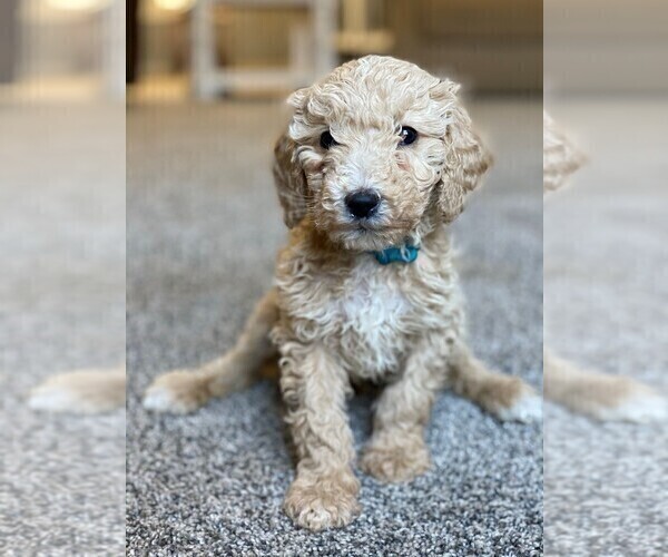 Medium Photo #11 Goldendoodle Puppy For Sale in BARNESVILLE, GA, USA