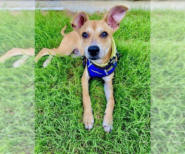 Medium Photo #2 Mutt Puppy For Sale in San Antonio, TX, USA