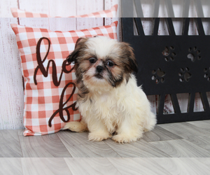 Shih Tzu Puppy for sale in MARIETTA, GA, USA